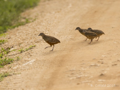 Zwartkeelvechtkwartel - Barred Buttonquail 