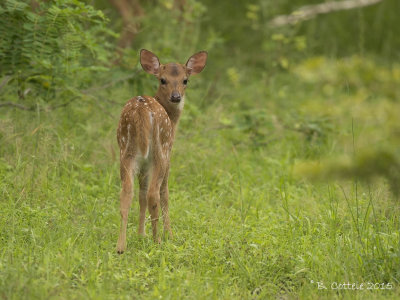 Axishert - Spotted Deer - Axis axis