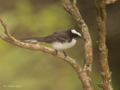 Indische Waaierstaart - White-browed Fantail - Rhipidura aureola