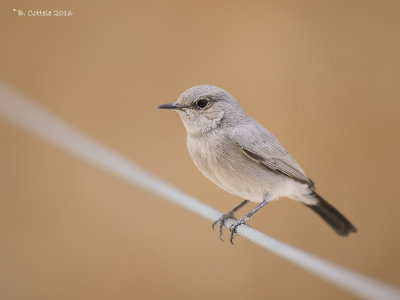 Zwartstaart - Blackstart - Cercomela melanura