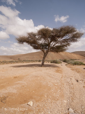 Eenzame boom - Lonely tree