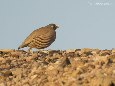 Arabische Woestijnpatrijs - Sand Partridge - Ammoperdix heyi