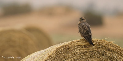 Steppebuizerd - Steppe Buzzard - Buteo buteo vulpinus