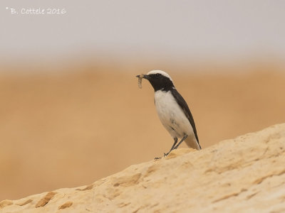 Oostelijke Rouwtapuit - Mourning Wheatear - Oenanthe lugens