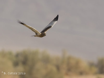 Bruine Kiekendief - Marsh Harrier - Circus aeruginosus