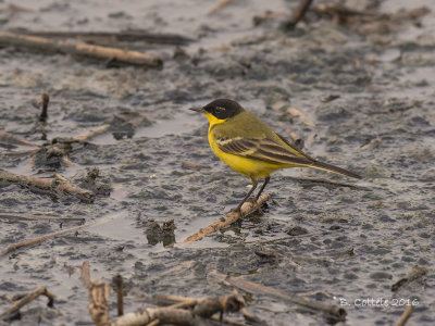 Balkankwikstaart - Black-headed Wagtail - Motacilla feldegg