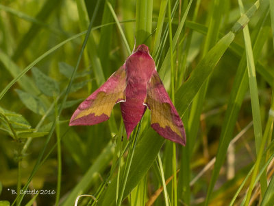Klein Avondrood - Small elephant hawk-moth - Deilephila porcellus
