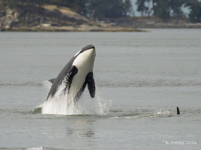Zwaardwalvis - Killer Whale - Orcinus orca