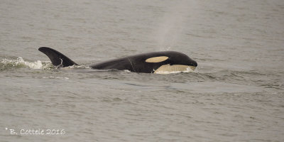 Zwaardwalvis - Killer Whale - Orcinus orca