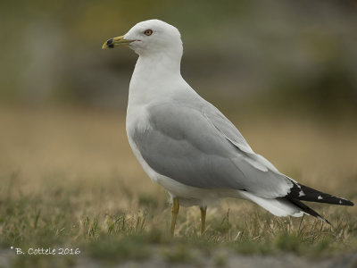 Ringsnavelmeeuw - Ring-billed Gull - Larus delawarensis