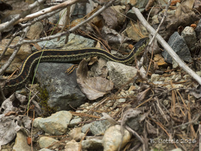 Gewone Kousenbandslang - Common Garter Snake - Thamnophis sirtalis