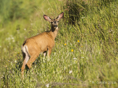 Witstaarthert - White-tailed Deer - Odocoileus virginianus