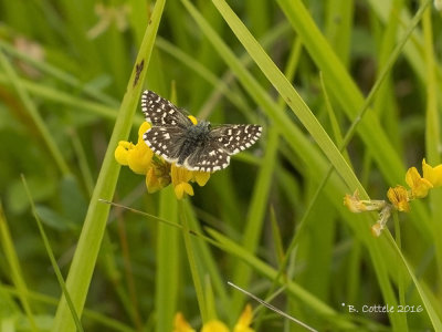 Aardbeivlinder - Grizzled Skipper - Pyrgus malvae