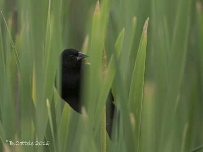 Epauletspreeuw - Red-winged Blackbird - Agelaius phoeniceus