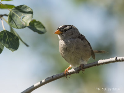 Witkruingors - White-crowned Sparrow