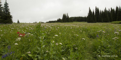 Trophy alpine meadow trail