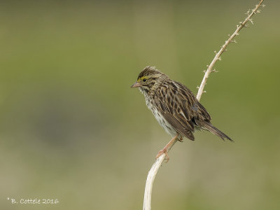 Savannahgors - Savannah Sparrow