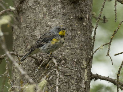 Mirtezanger - Yellow-rumped Warbler - Dendroica coronata