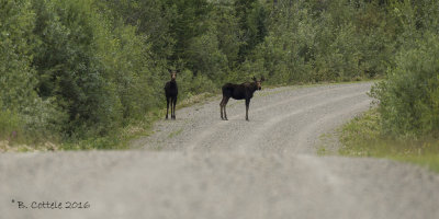 Noord-Amerikaanse Eland - Moose - Alces alces