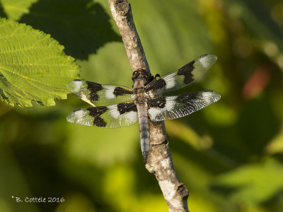 Eight-spotted Skimmer - Libellula forensis