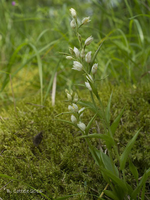 Bleek Bosvogeltje - White Helleborine - Cephalanthera damasonium