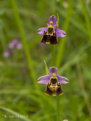 Hommelorchis - Late Spider-orchid - Ophrys holoserica