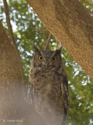 Afrikaanse Oehoe - (Arabian) Spotted Eagle Owl - Bubo africanus 