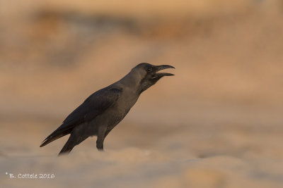 Huiskraai - House Crow 