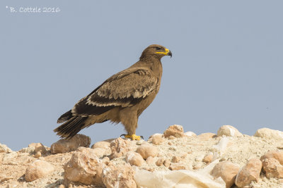 Steppearend- Steppe Eagle - Aquila nipalensis