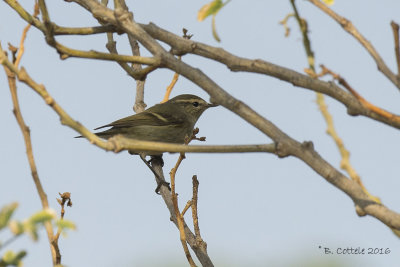 Humes Bladkoning - Hume's Leaf Warbler - Phylloscopus humei