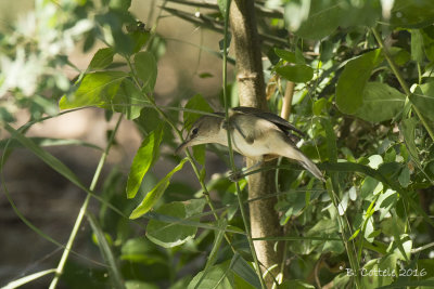 Indische Karekiet - Clamorous Reed Warbler - Acrocephalus stentoreus