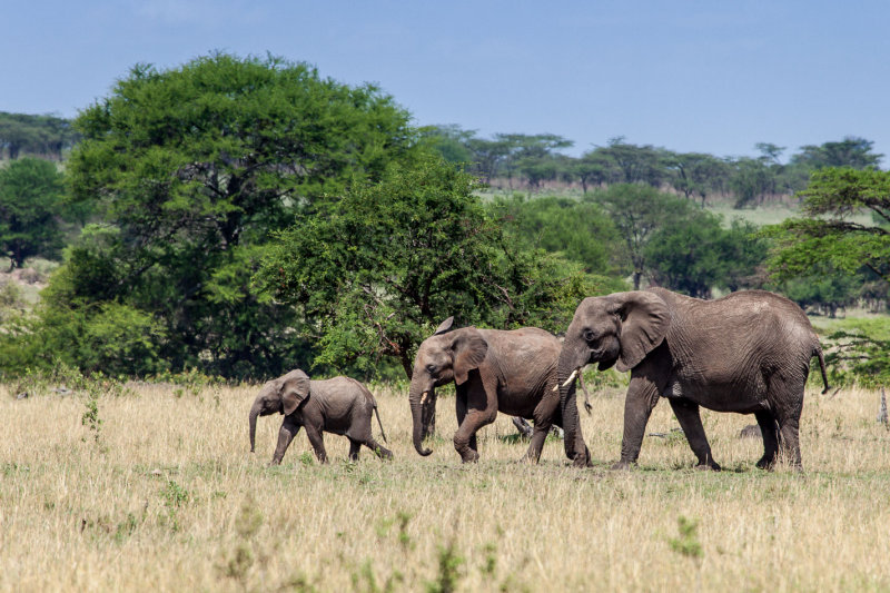 Africa-158.jpg
