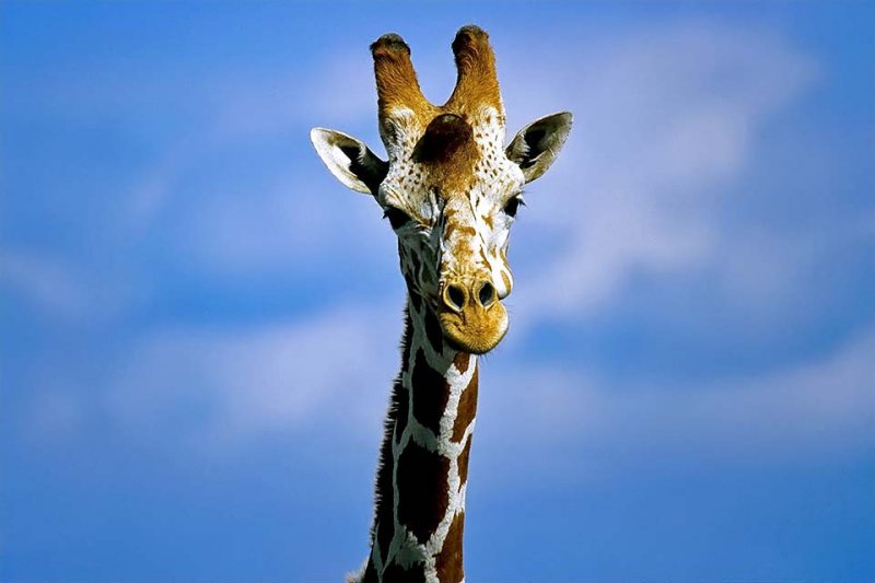 Reticulated Giraffe, Aberdare 010229