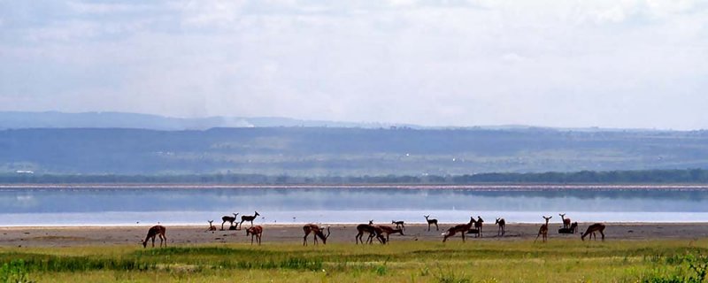 Impala, Nakuru 0716