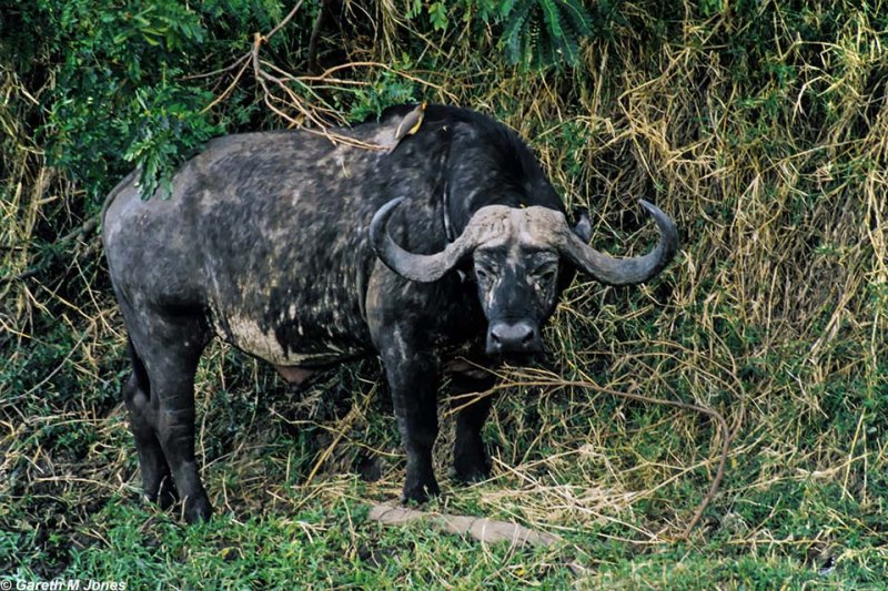 Buffalo, Masai Mara 1807