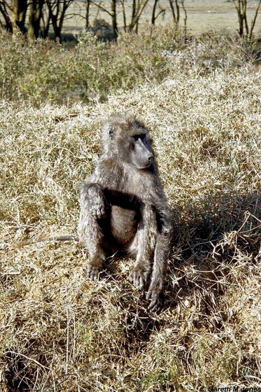 Baboon, Nakuru 010106