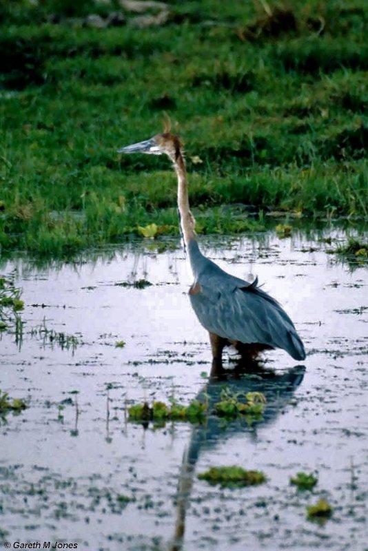 Heron, Amboseli 020201