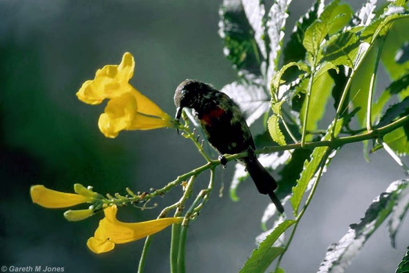Sunbird, Samburu 020517