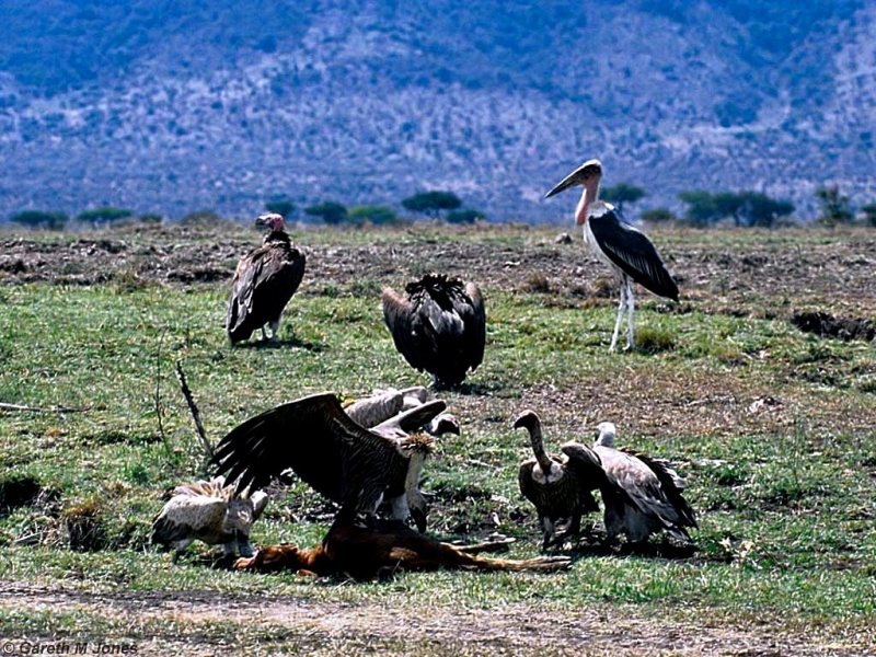 Vulture, Masai Mara 011013