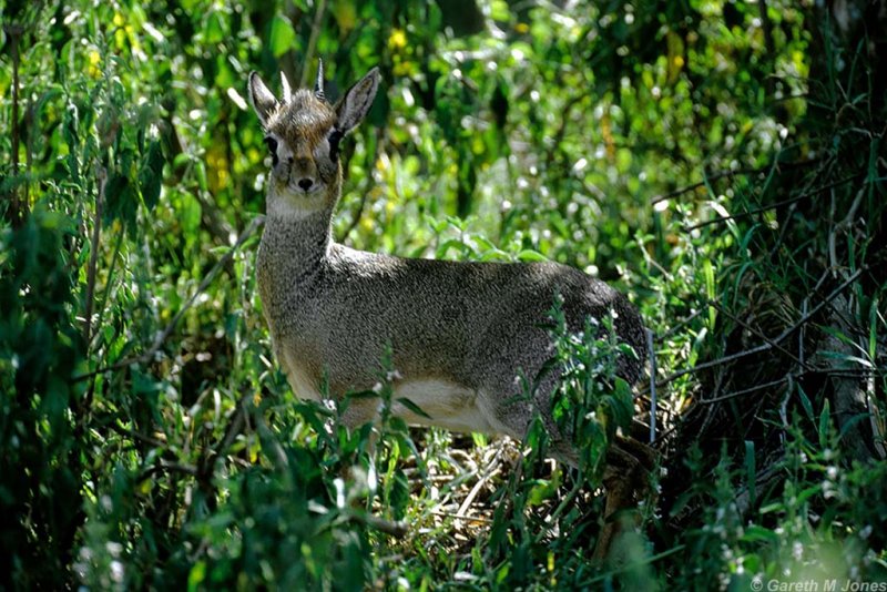 Dik Dik, Nakuru 020120