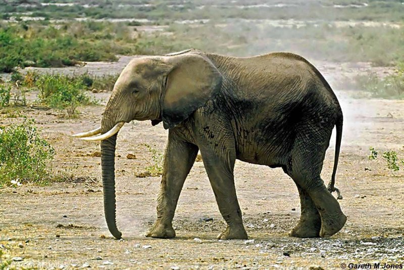 Elephant, Amboseli 020507