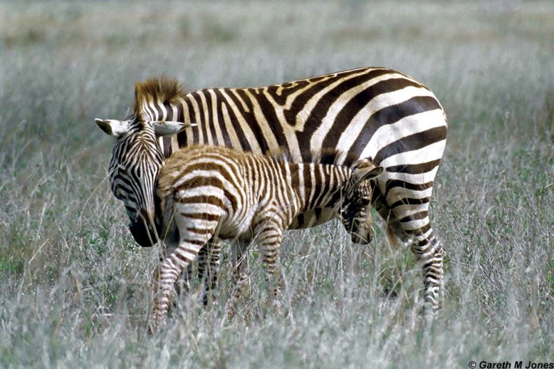 Zebra, Nairobi 0105