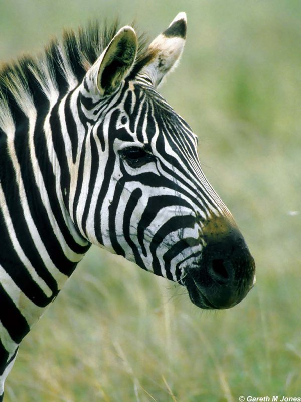 Zebra, Nairobi 0524