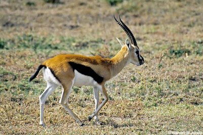 Thomson's Gazelle, Masai Mara 010127
