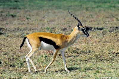 Thomson's Gazelle, Masai Mara 010130