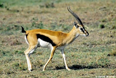 Thomson's Gazelle, Masai Mara 010135