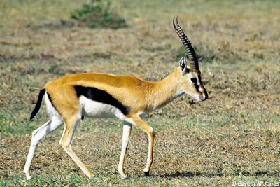 Thomson's Gazelle, Masai Mara 010136