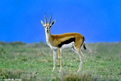 Thomson's Gazelle, Masai Mara 010333