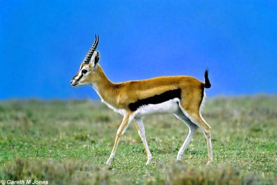 Thomson's Gazelle, Masai Mara 010334