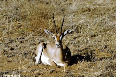 Thomson's Gazelle, Samburu 011016
